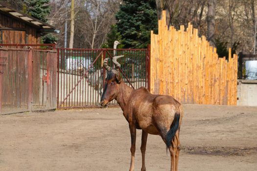 Adult beautiful antelope in the animal park