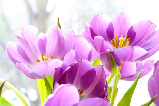 Purple flowering tulips close-up on a sunny day