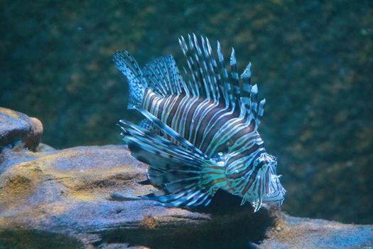 Beautiful lionfish swims in blue water, fish