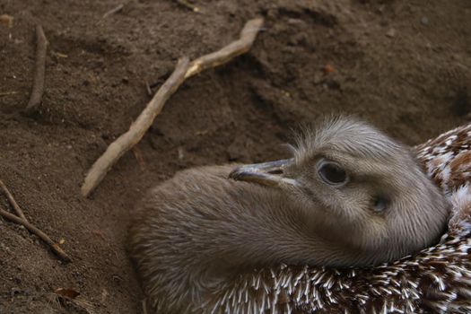 The ostrich sits in the sand and looks attentively