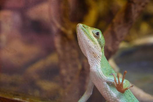 Green lizard close-up in the park for animals, out of focus