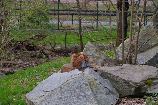 A beautiful little lynx is sitting on a tree stump