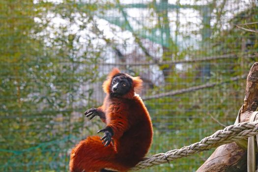 Close-up on a red lemur on a tree. Out of focus