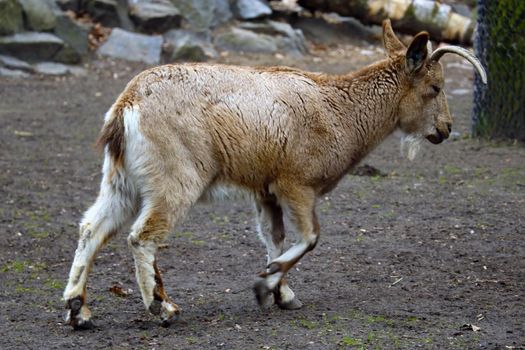 View of an adult ibex. Big strong horns