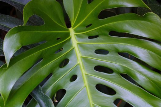 Beautiful green leaf of a tropical plant in the garden