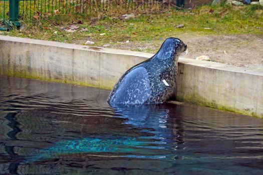 Close-up on a seal in the animal park