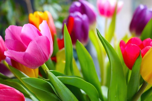 Beautiful fragrant blooming tulips in the garden