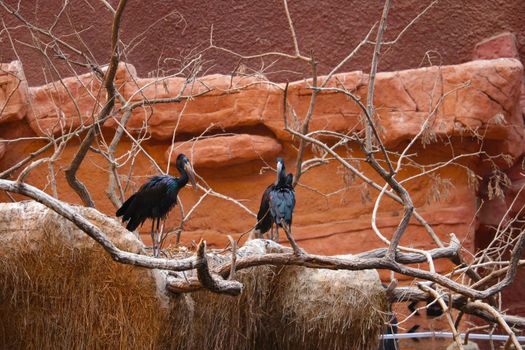 Beautiful large dark birds on the tree