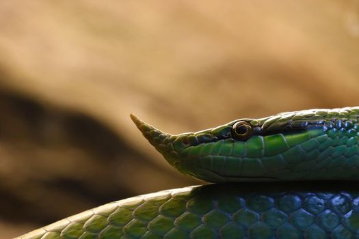 Close-up of a green snake with a nose, out of focus