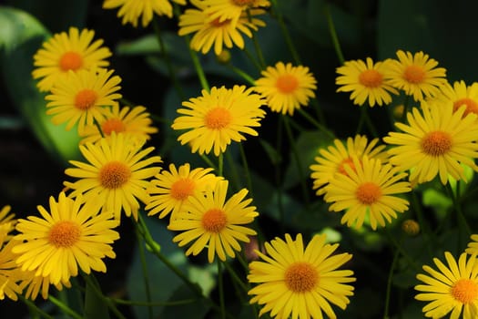 Beautiful yellow flowering daisies in the park