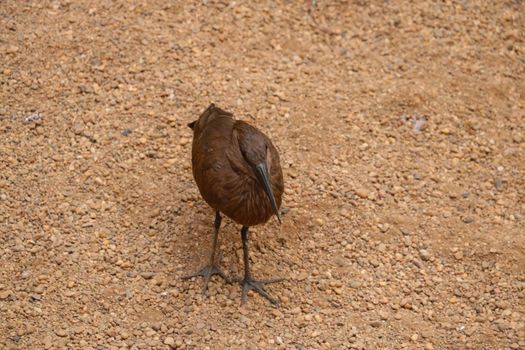 Beautiful dark brown bird on the sand, out of focus, blurred