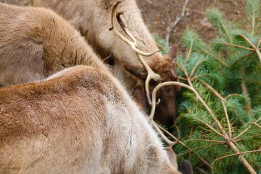 Deer eat pine branches in the park, out of focus, blurred