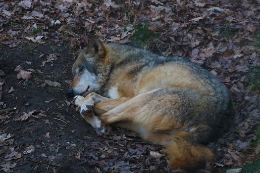 The wolf sleeps under a tree in a hole in the forest