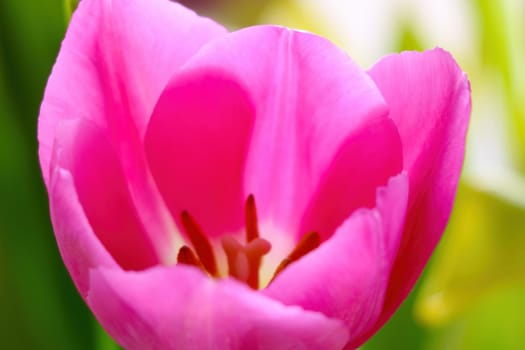 Beautiful petals of a blooming tulip in the garden