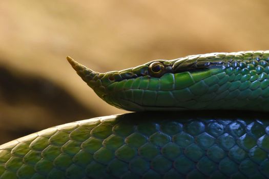 Close up on a green nasal snake