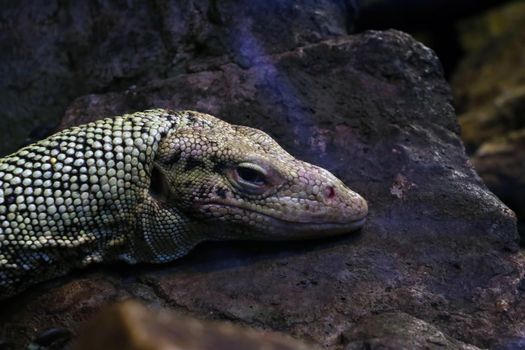 Close-up of the monitor lizard that lies on the rock, out of focus