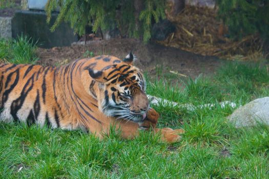 Out of focus. Blurred background. The tiger lies in the grass and licks its paw. Out of focus