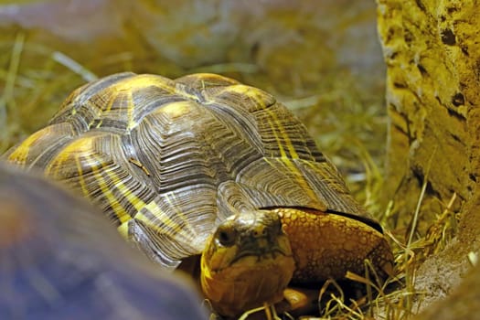 Close-up on a small turtle in the park. Out of focus, blurred.