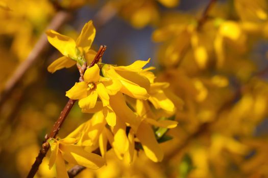 Bright yellow blooming forsythia in the park