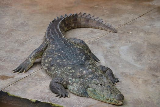 Close up of an adult large crocodile. Out of focus