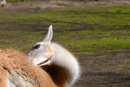 Beautiful adult llama in the animal park