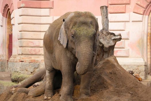 Close-up on an adult elephant in the park