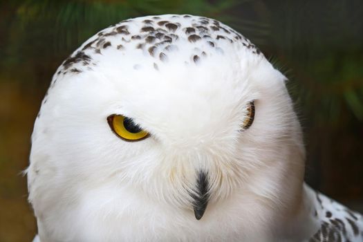 Close-up on a beautiful white adult owl