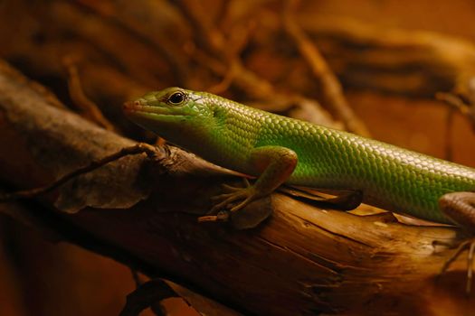 Small lizard close-up in the animal park