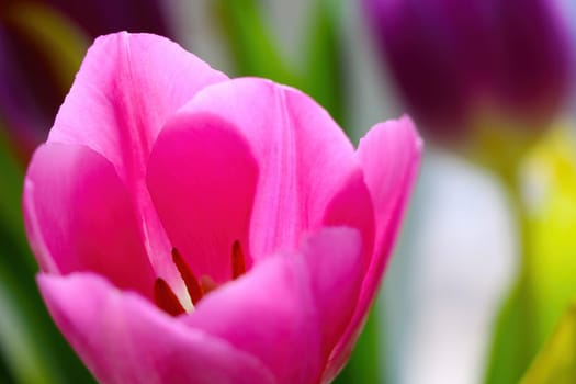 Beautiful fragrant blooming tulips in the garden