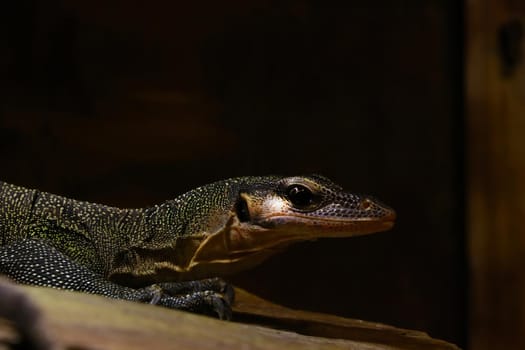 Close-up on a small chameleon in the park