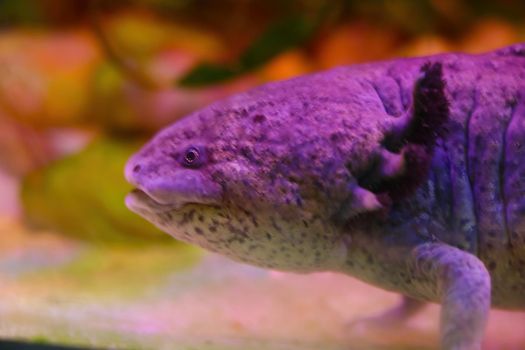 View of a beautiful bright purple underwater animal. Out of focus, blurred