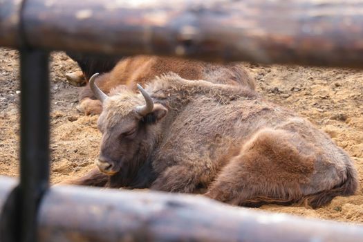 A bison lies on the ground, eyes closed, asleep. Out of focus, blurred