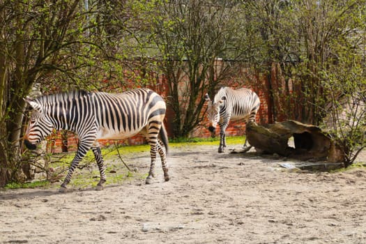 Beautiful two zebras walk after each other