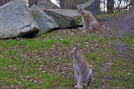 Beautiful two lynxes sit on the ground in the forest and watch intently. On the hunt
