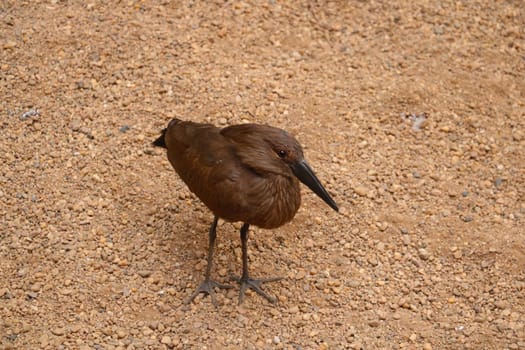 Beautiful dark brown bird close-up on the sand