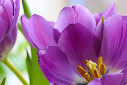 Purple blooming tulips in the garden in spring