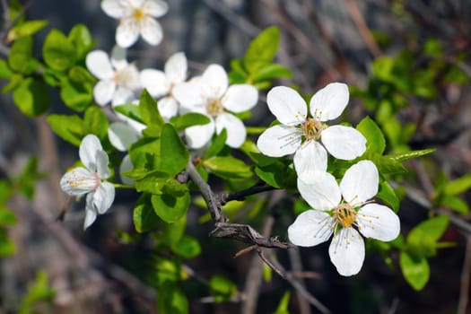 Blooming branch of cherry or plum in the park