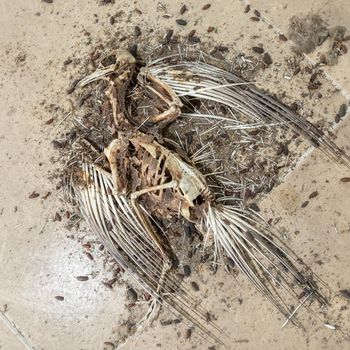 Dead bird and rotting carcas. Animal remains, fur, bones and skulls. Dead bird skeleton. Life cycle concept. Rotting animal.