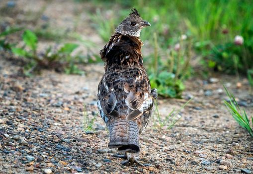 Spruce Grouse Close Up in Northern Saskatchewan Canada