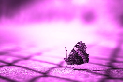 Close up of a butterfly on pink blurry background