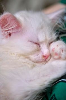 White kitten sleeps on his arms close up