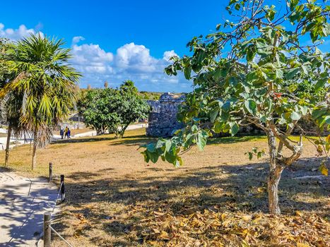 Ancient Tulum ruins Mayan site with temple ruins pyramids and artifacts in the tropical natural jungle forest palm trees seascape panorama view and walking trails in Tulum Quintana Roo Mexico.