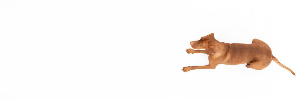 Panoramic frame. Hungarian Shorthaired Pointed Dog - hunting dog. Female dog lies with open muzzle isolated from the background.
