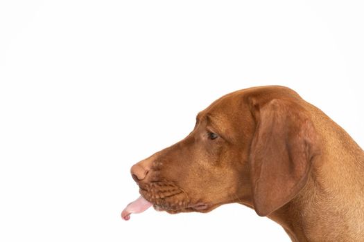 The dog sticks its tongue out of its mouth. Close-up view of the very head of a purebred female dog. The Hungarian Shorthaired Pointed Dog the ideal hunting animal for hunters.