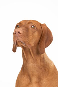 Close-up view of the very head of a purebred female dog. Front view of the dog. The Hungarian Shorthaired Pointed Dog the ideal hunting animal for hunters.