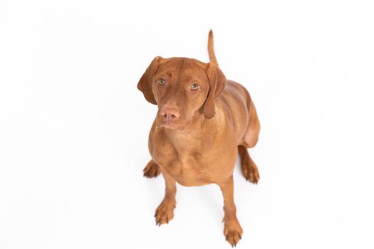 View of a female dog sitting and looking up. The Hungarian shorthaired gelding is a breed used in hunting. View from above.