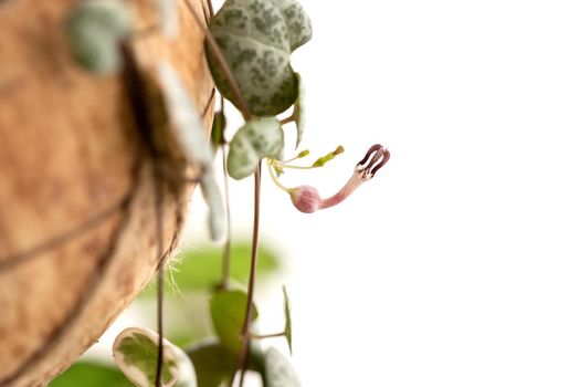 Ceropegia woodii plant flowering. String of Hearts houseplant bloom on white isolated background