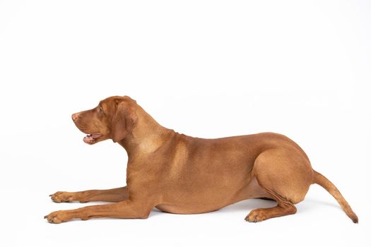 Female dog isolated from background. Female dog lies with open muzzle isolated from background. Hungarian shorthaired gelding - hunting dog.