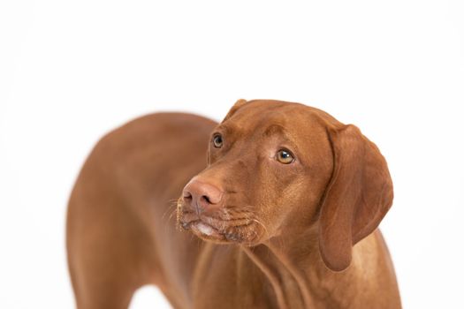 Front view of the muzzle and back and torso of the dog. Close-up view of the head itself of a purebred female dog. The Hungarian Shorthaired Pointed Dog the ideal hunting animal for hunters.