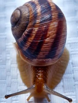 Grape snail creeps on a white background close-up.